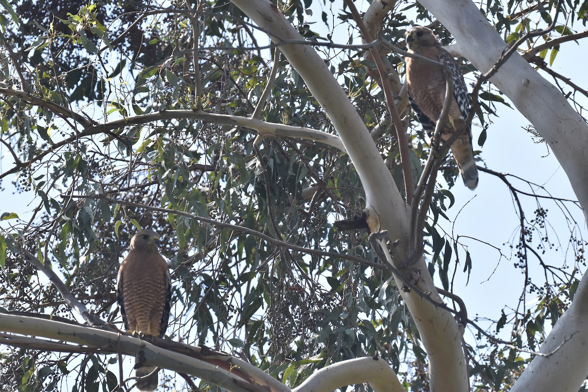 Red-shouldered Hawk - ML609308855