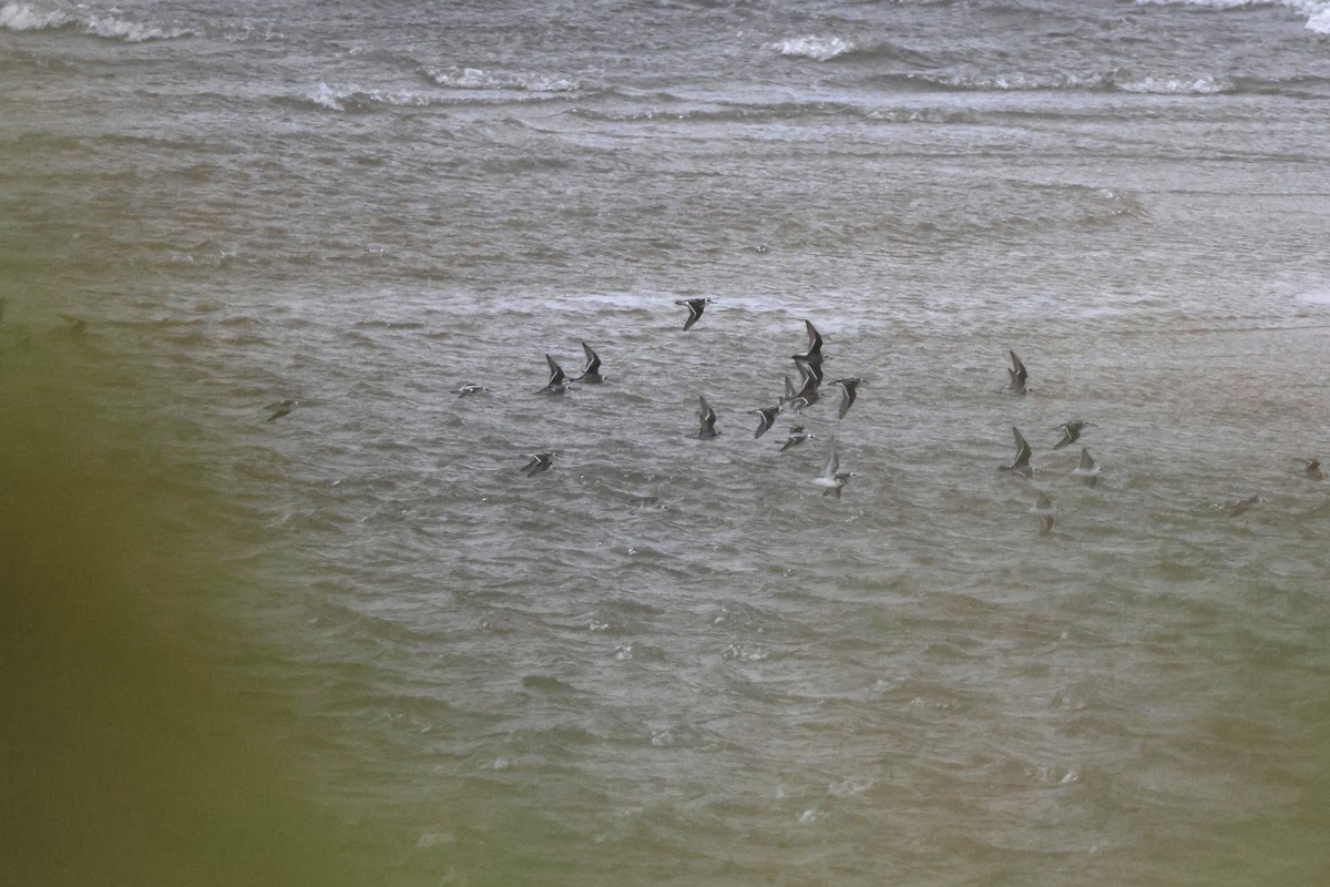 Red-necked Phalarope - ML609308919