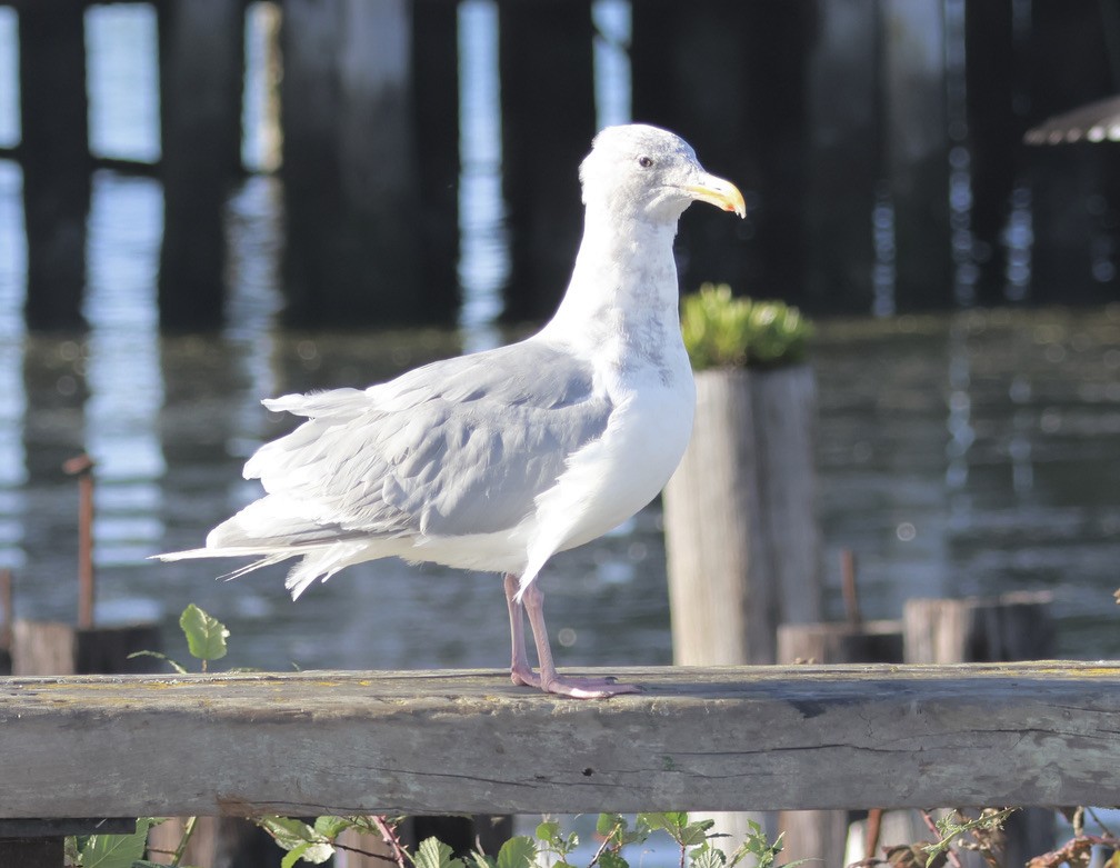 Glaucous-winged Gull - ML609308957