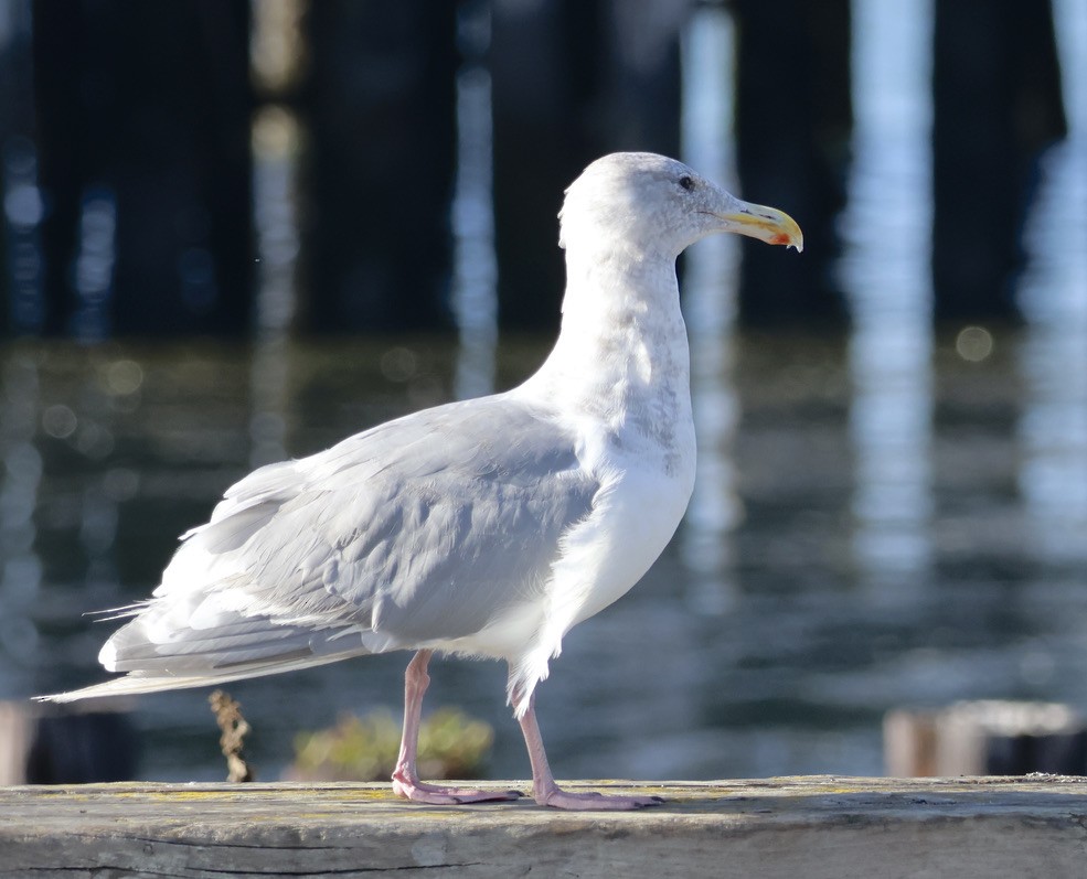 Glaucous-winged Gull - ML609308959