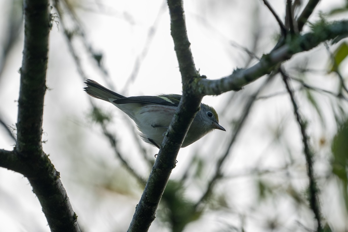 Gelbscheitel-Waldsänger - ML609309132