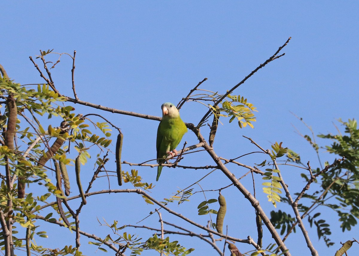 Gray-cheeked Parakeet - ML609309159