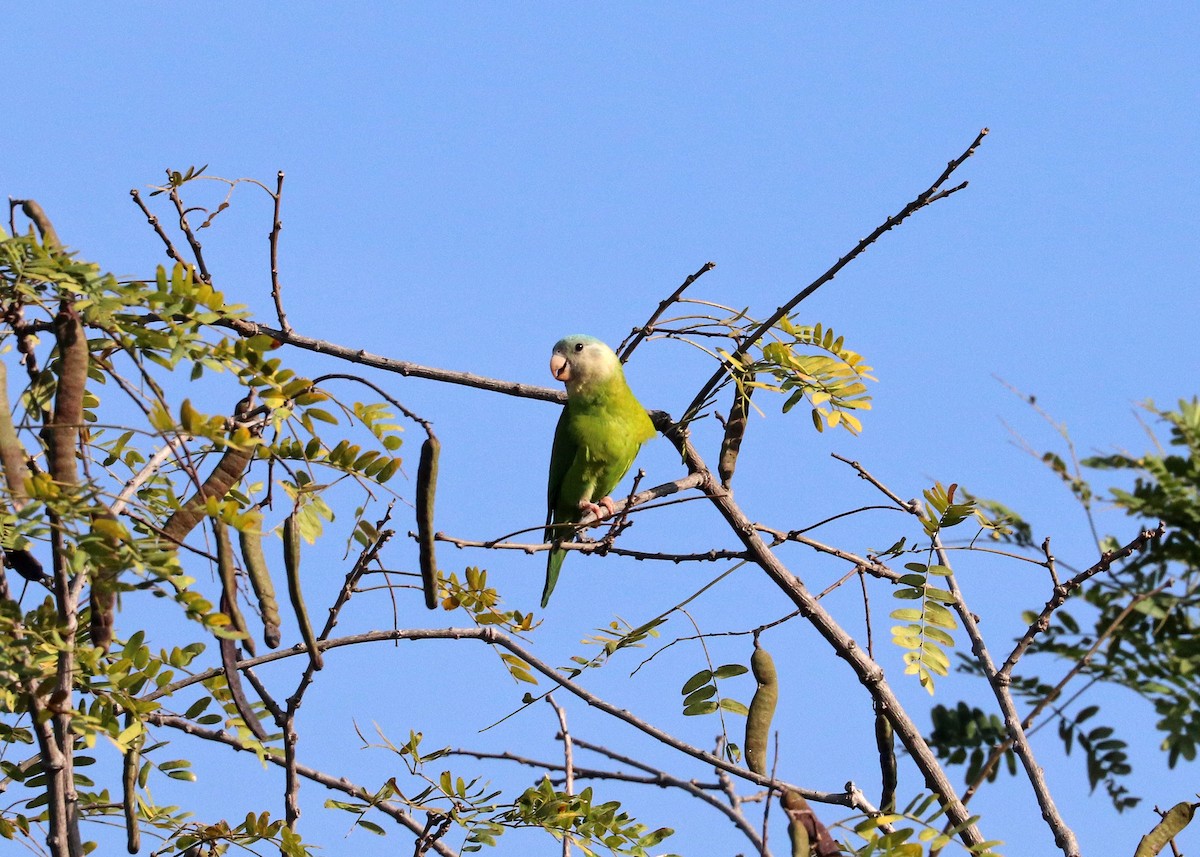 Gray-cheeked Parakeet - ML609309160