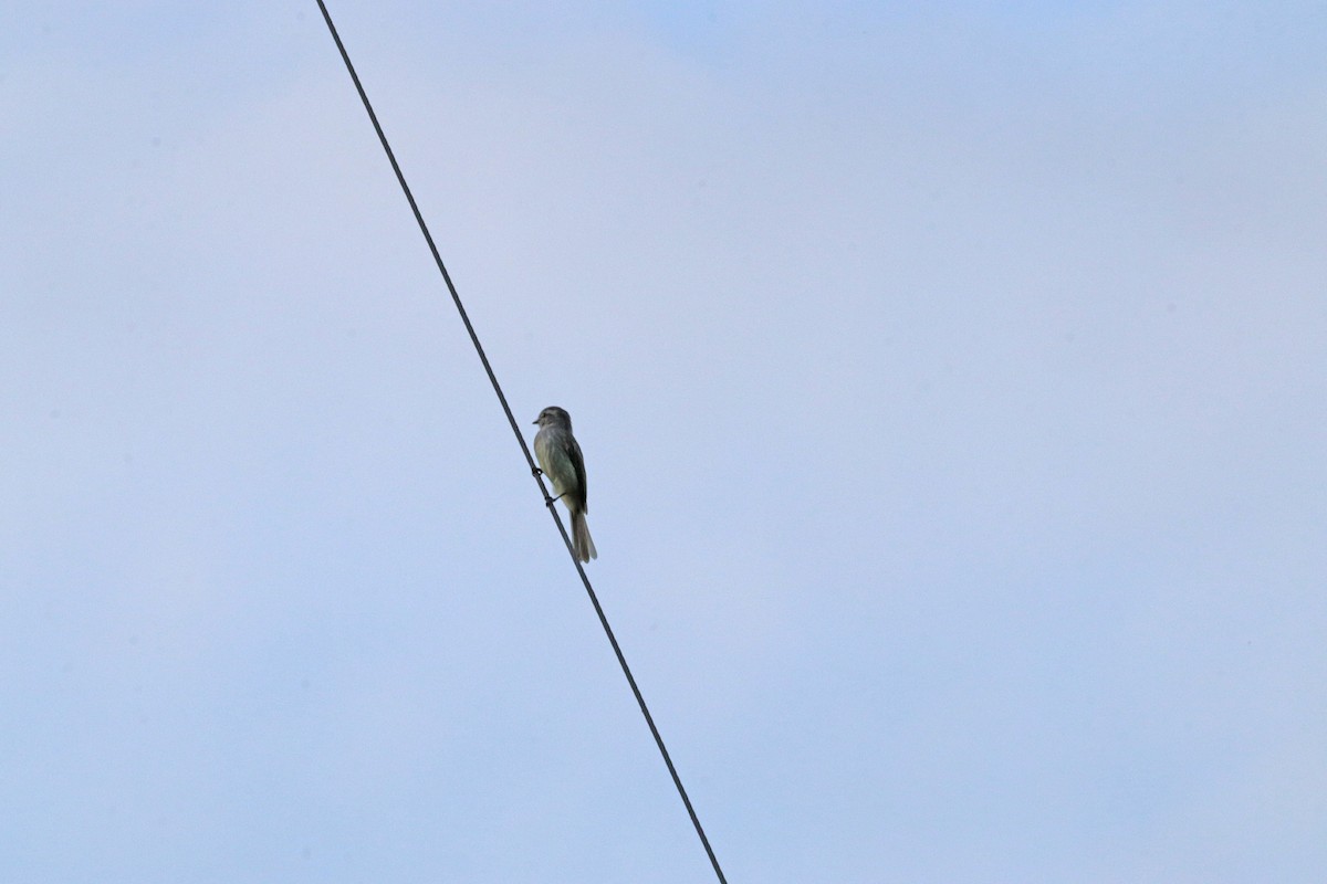 Pacific Elaenia - Noreen Baker