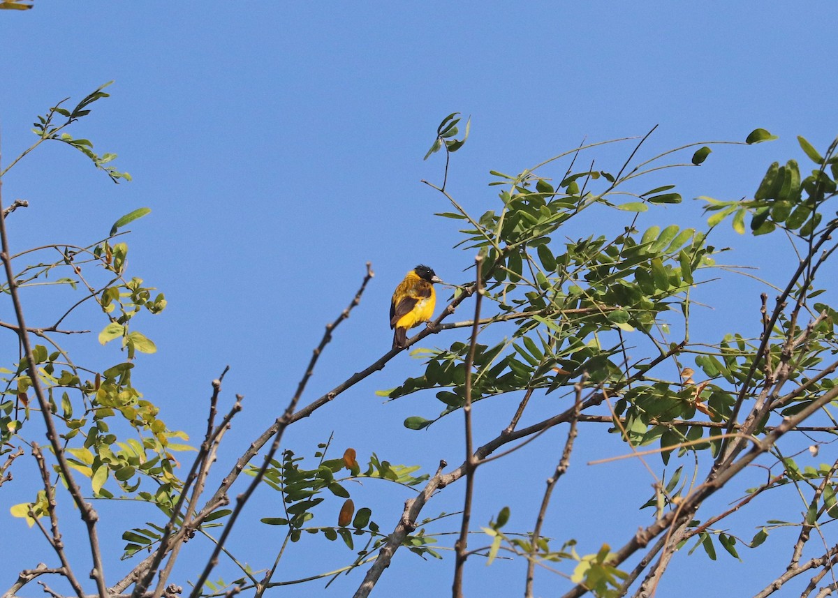 Saffron Siskin - ML609309235