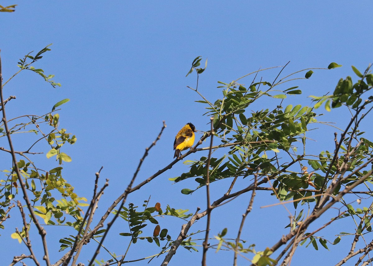 Saffron Siskin - ML609309236