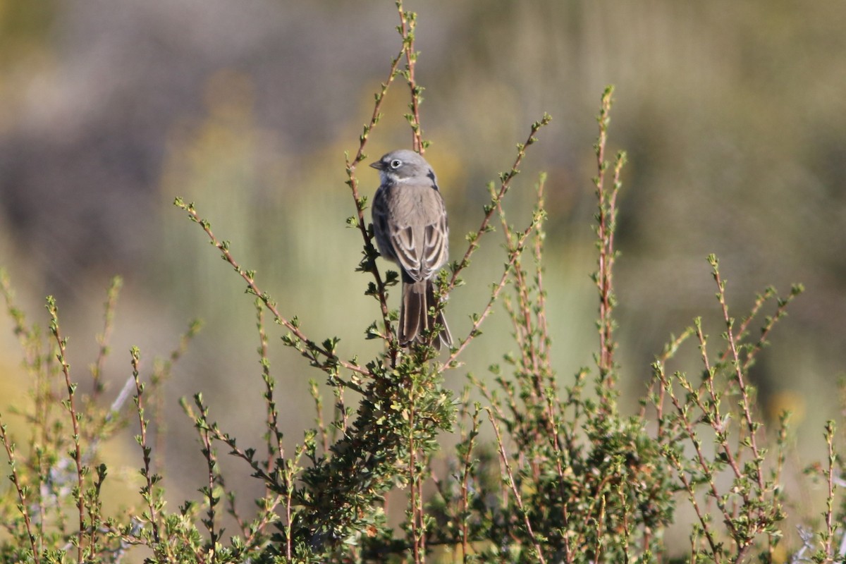 Sagebrush Sparrow - ML609309278