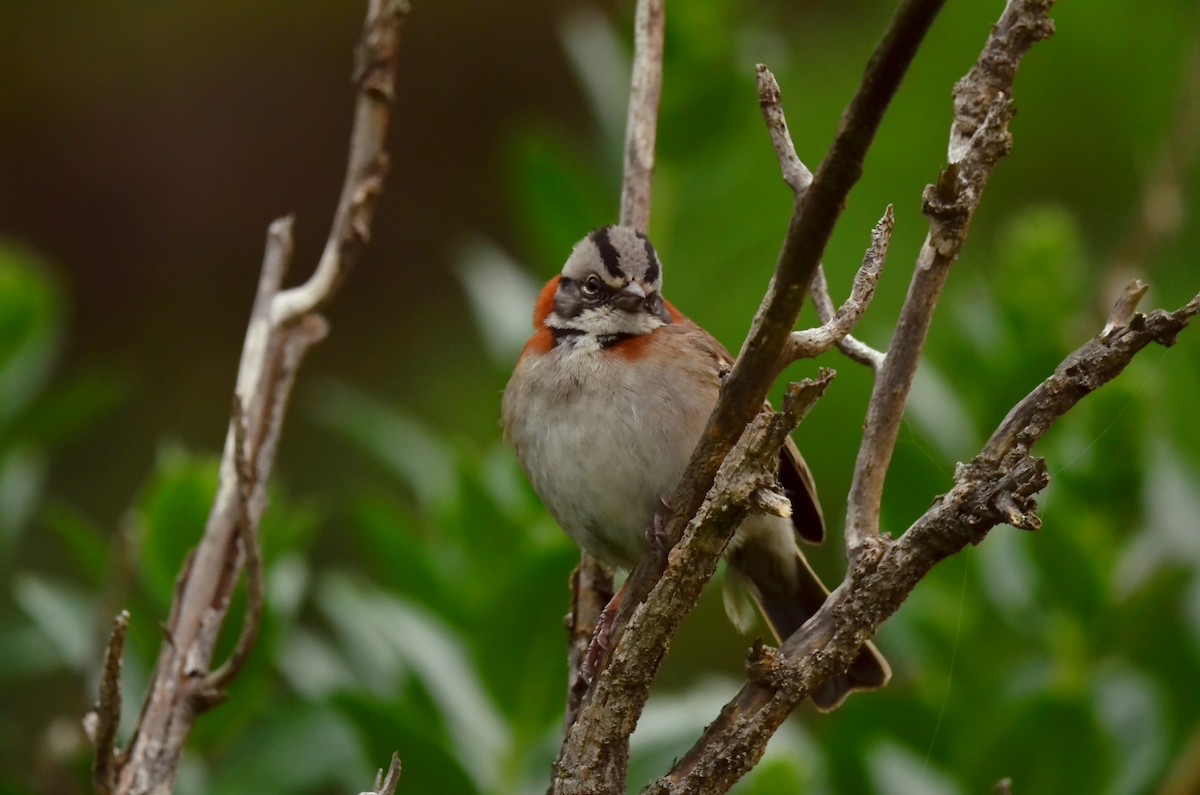 Rufous-collared Sparrow - Jesu Mallea
