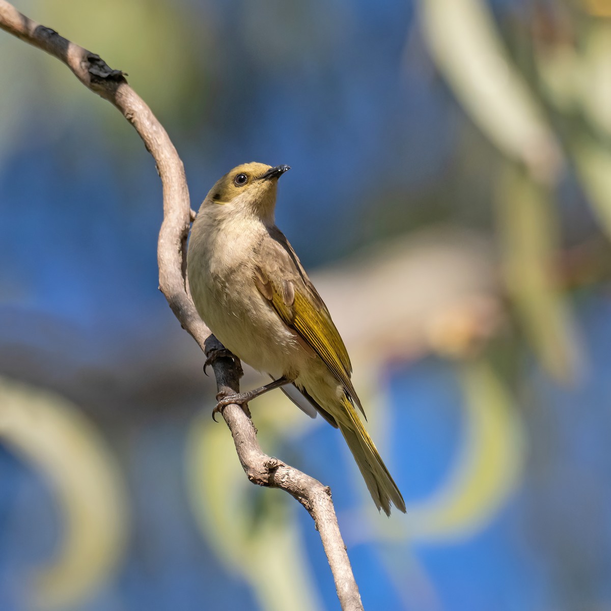 Fuscous Honeyeater - ML609309288