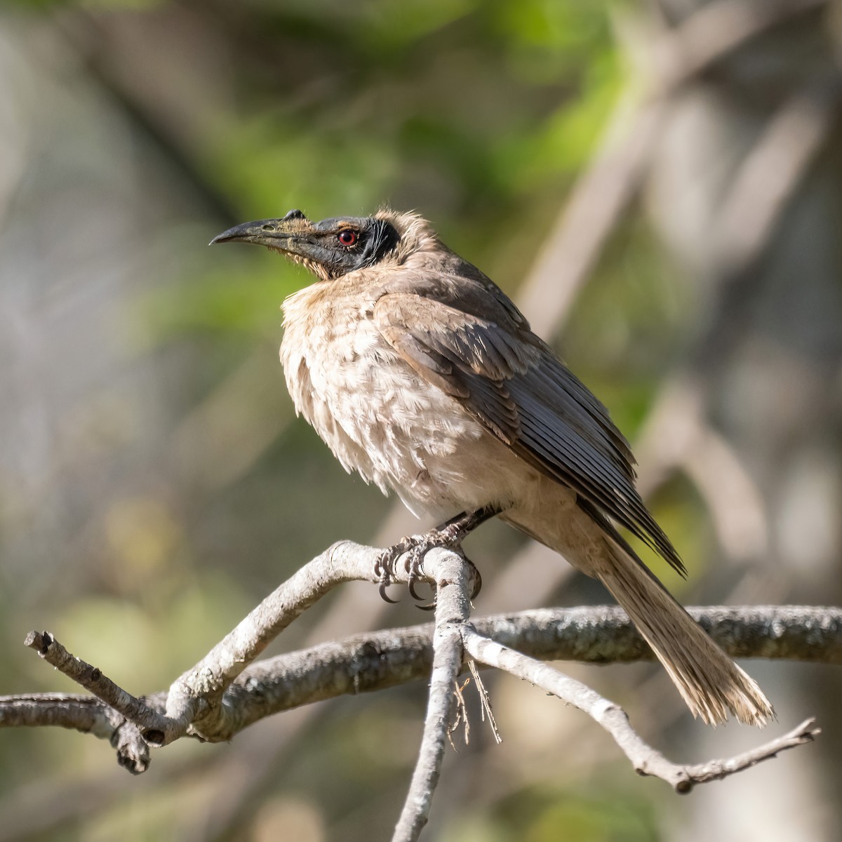 Noisy Friarbird - ML609309291