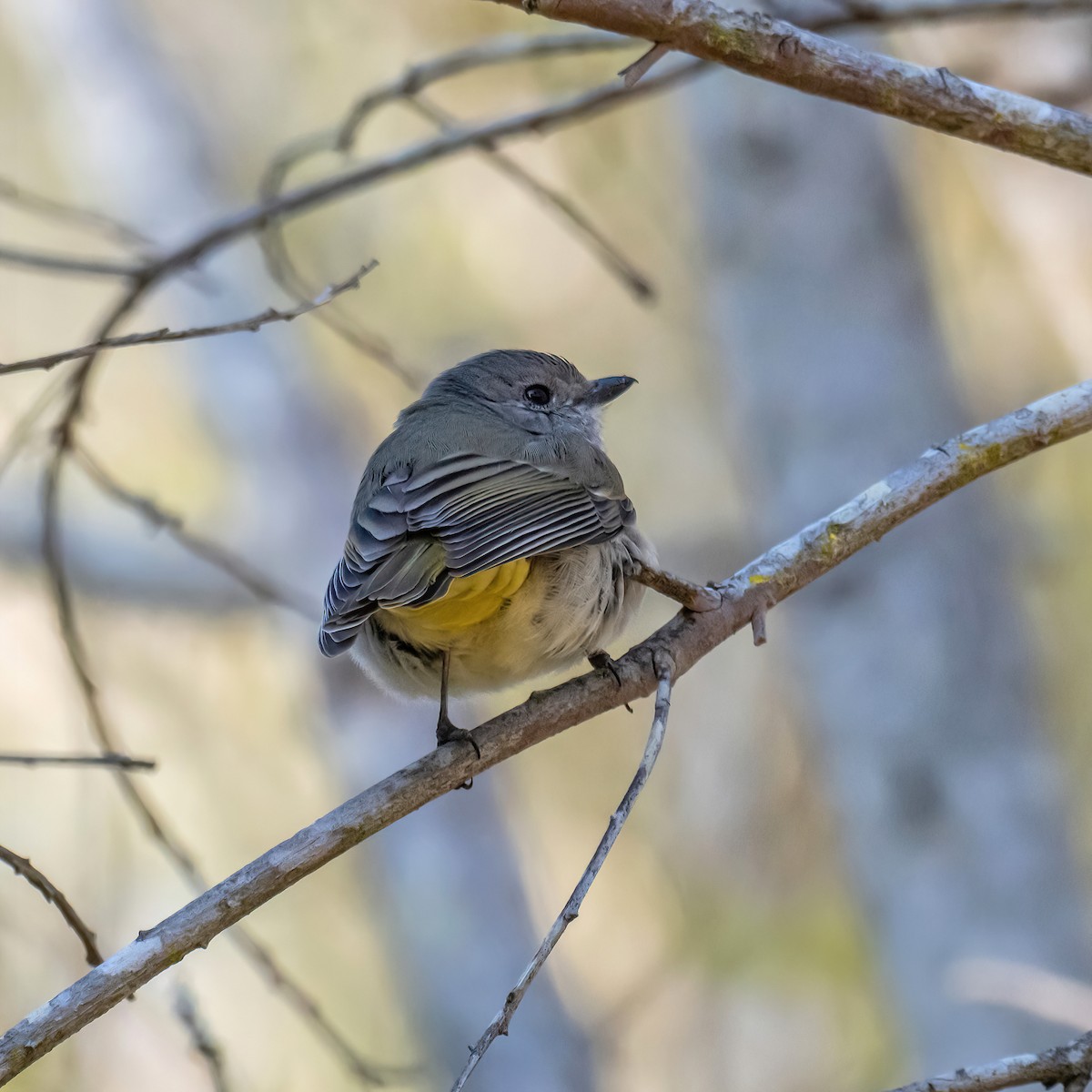 Golden Whistler - ML609309294