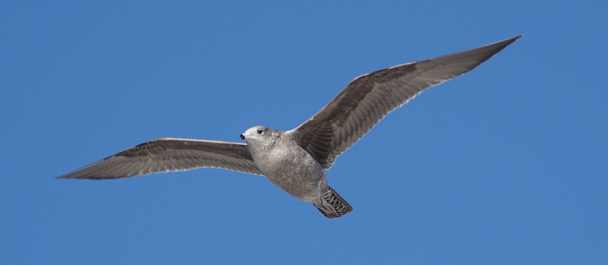 California Gull - ML609309337