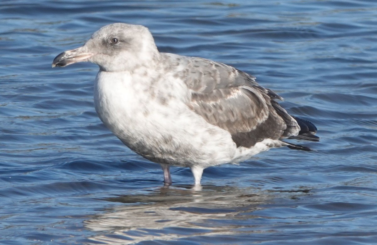 Western Gull - ML609309343