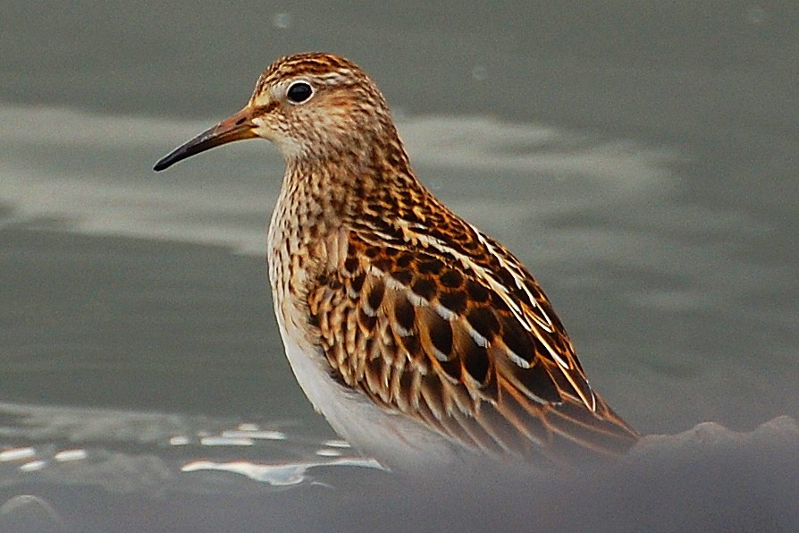 Pectoral Sandpiper - Christian Newton