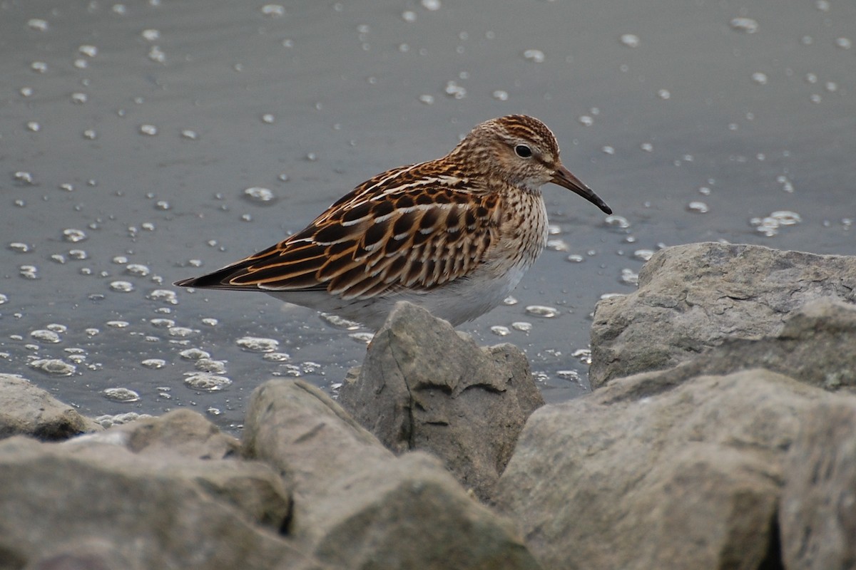 Pectoral Sandpiper - Christian Newton