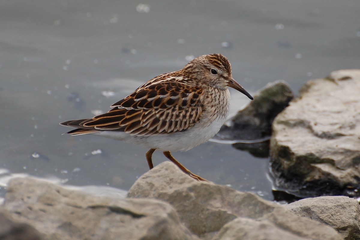 Pectoral Sandpiper - Christian Newton