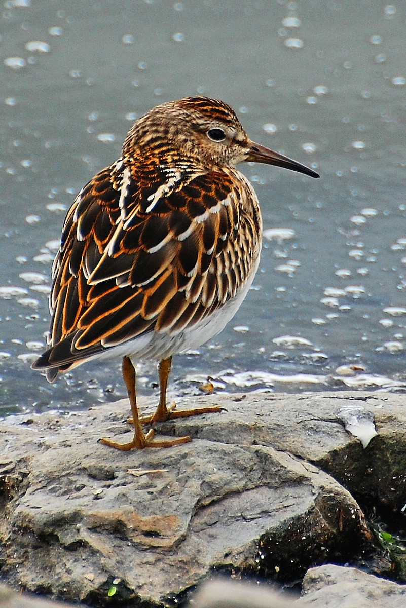 Pectoral Sandpiper - ML609309500