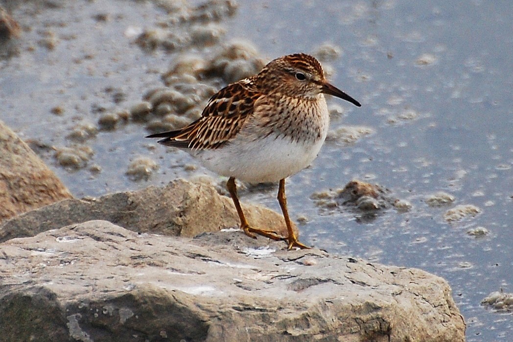 Pectoral Sandpiper - Christian Newton