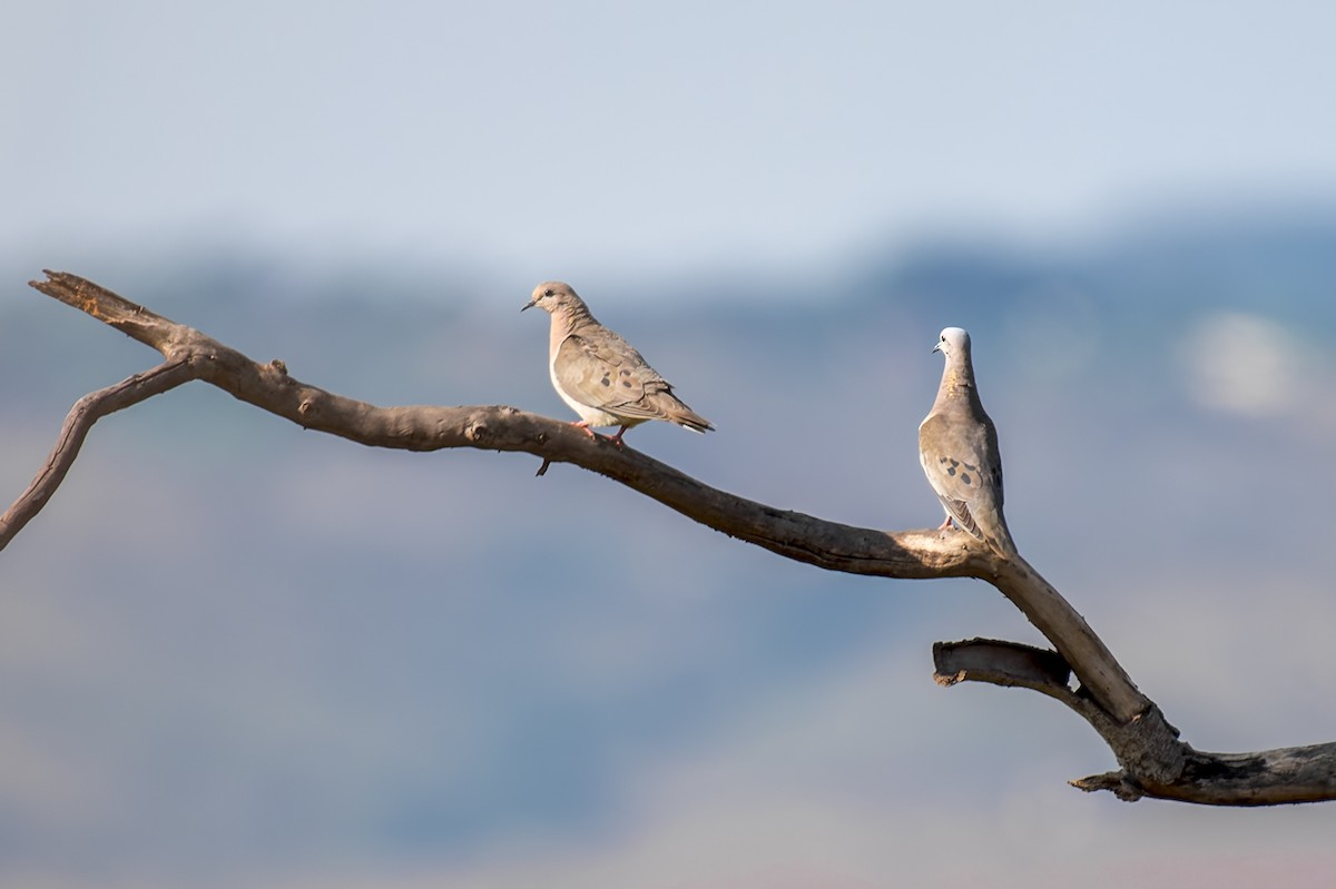 Eared Dove - ML609309545