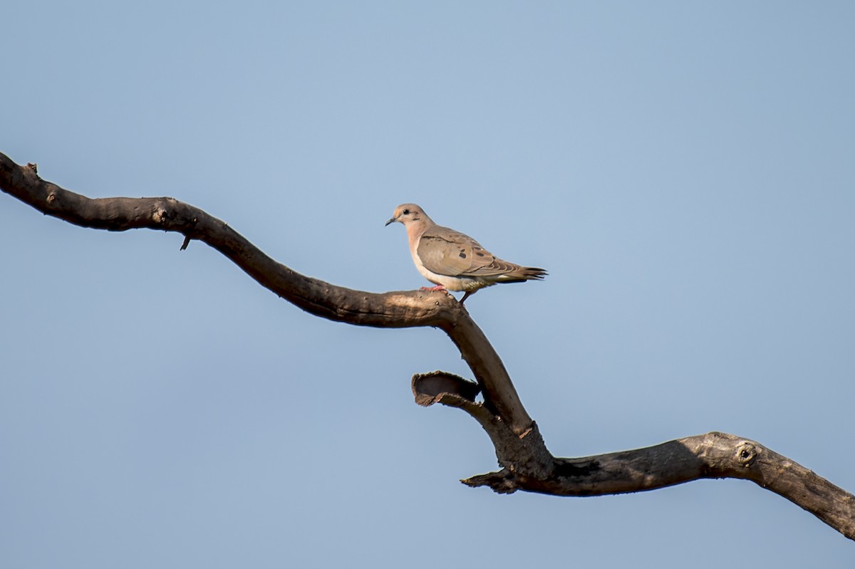 Eared Dove - ML609309547