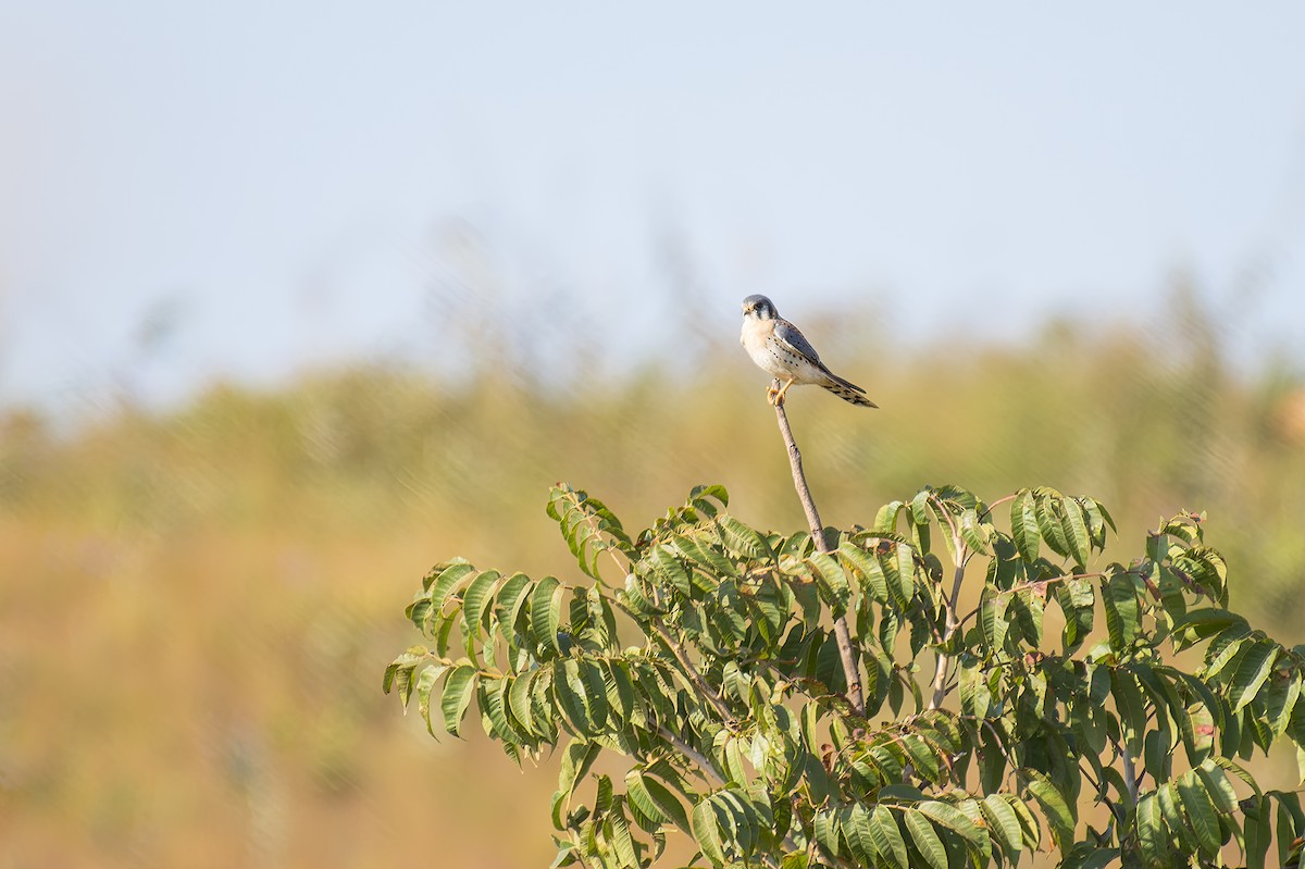 American Kestrel - Marcelo  Telles