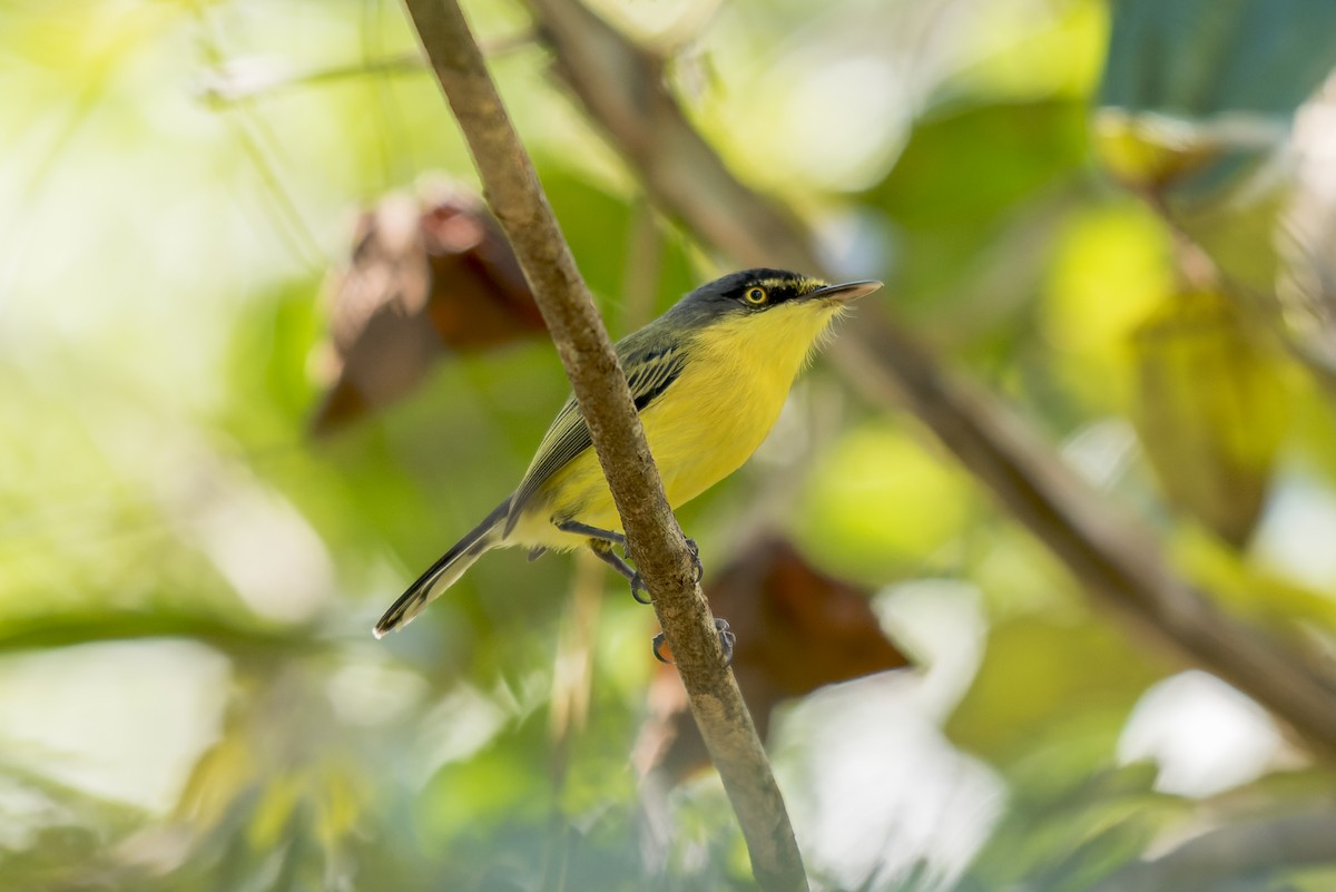 Common Tody-Flycatcher - ML609309572