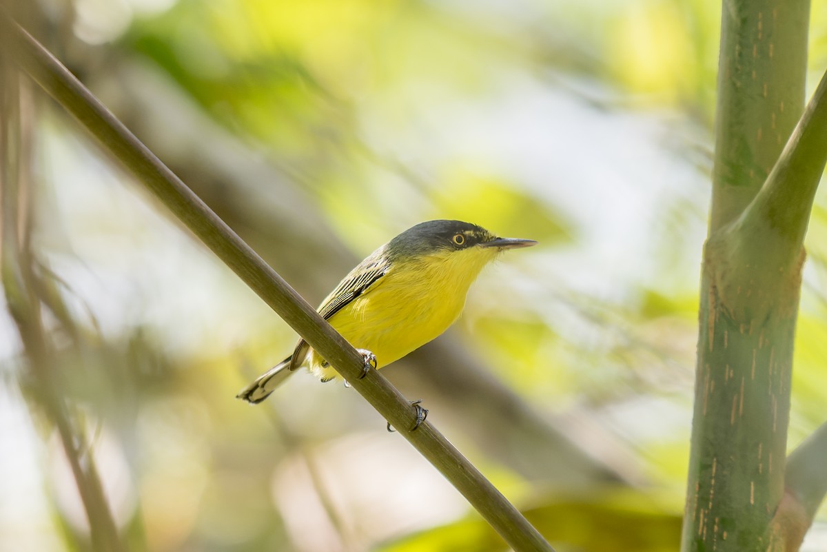 Common Tody-Flycatcher - ML609309573