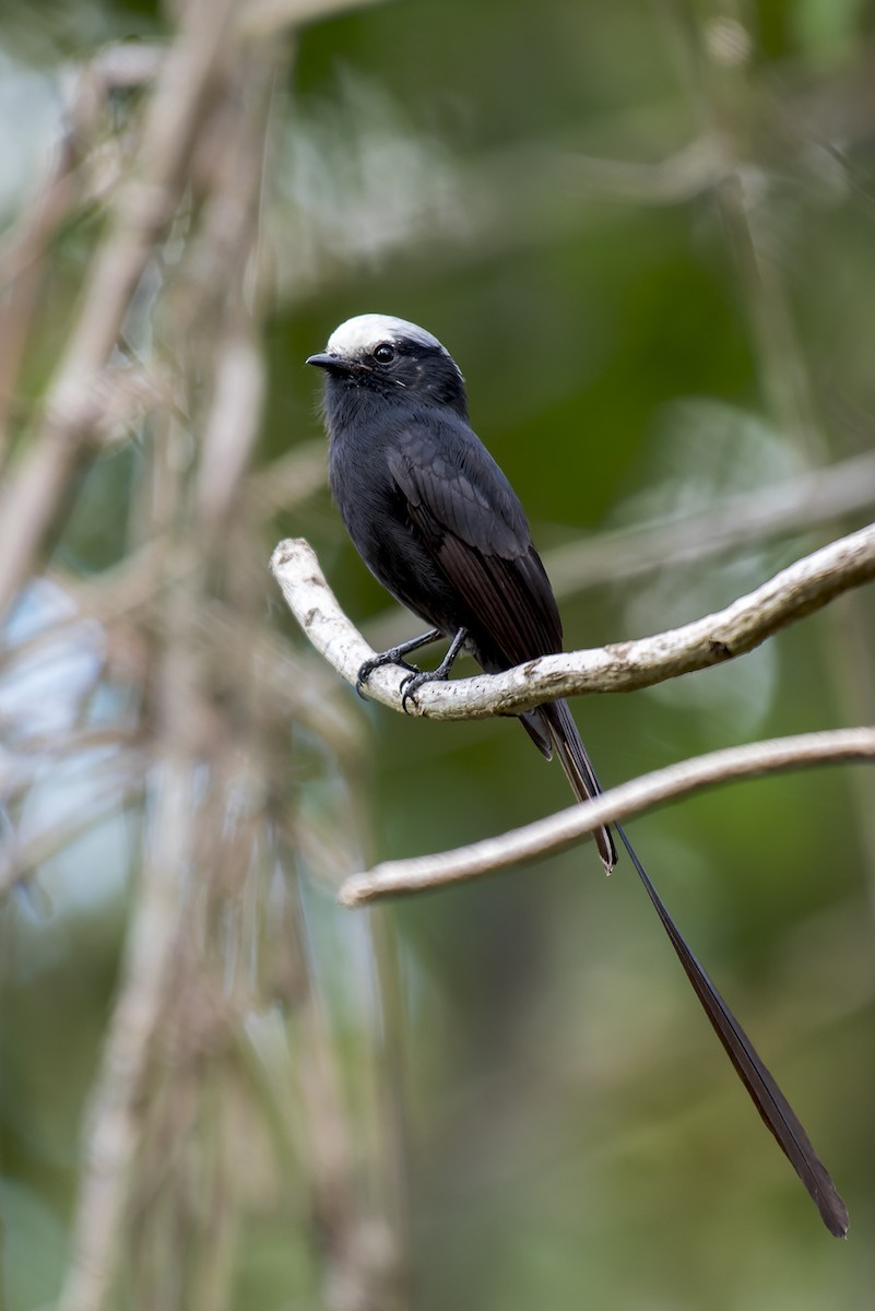 Long-tailed Tyrant - Marcelo  Telles