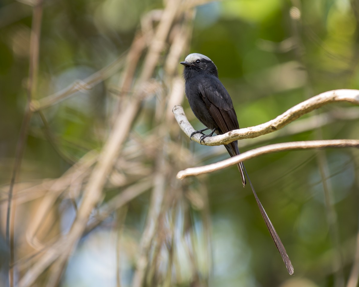 Long-tailed Tyrant - Marcelo  Telles