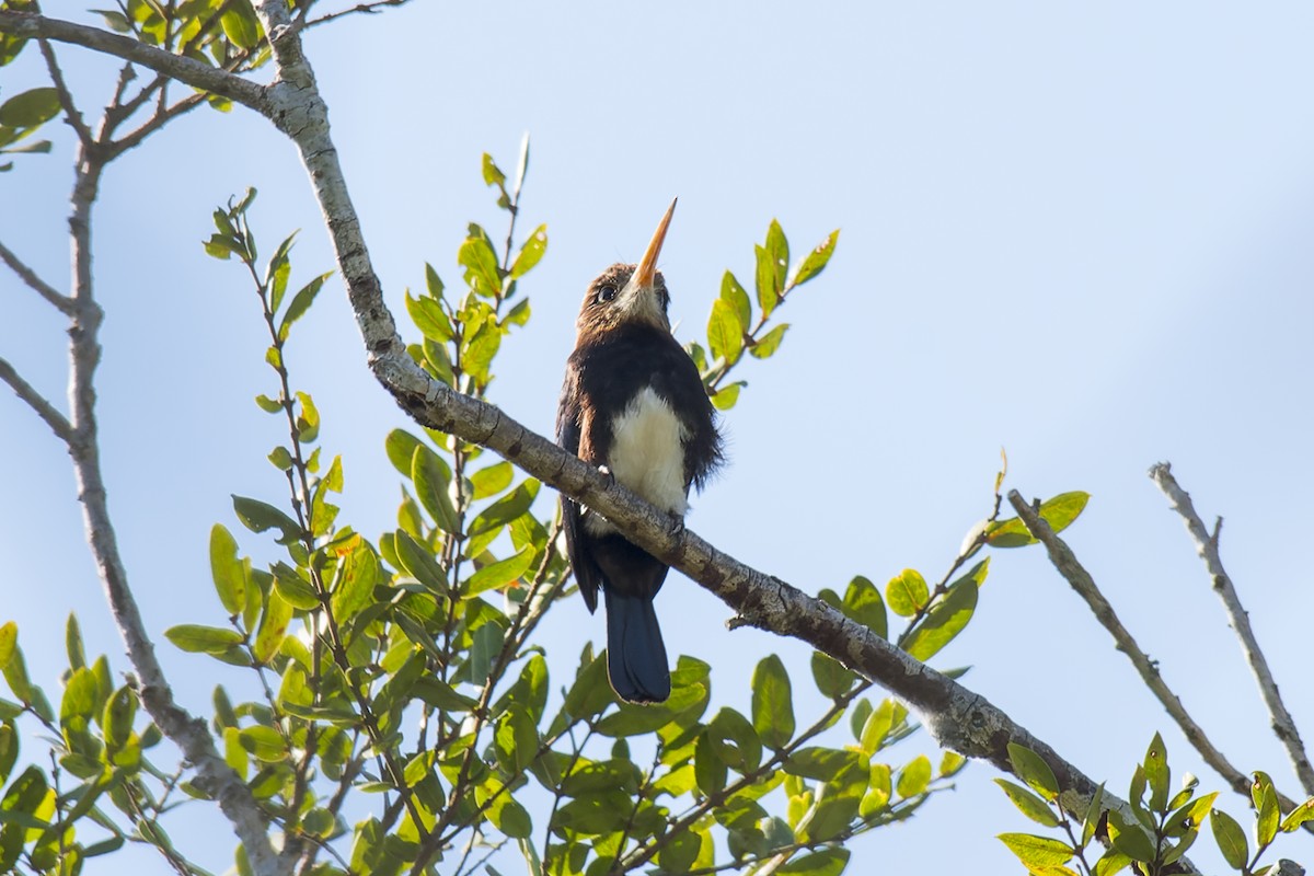 Brown Jacamar - Marcelo  Telles