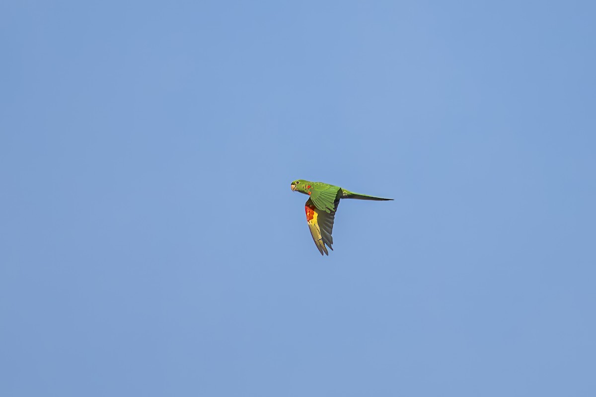 White-eyed Parakeet - ML609309724