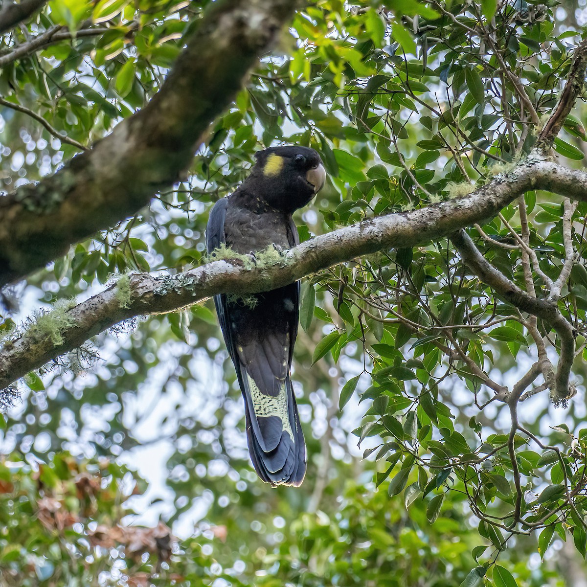 Yellow-tailed Black-Cockatoo - ML609309775