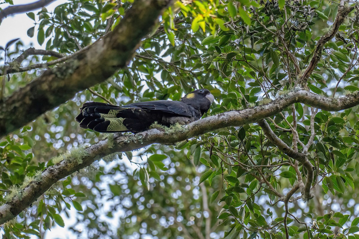 Yellow-tailed Black-Cockatoo - ML609309776