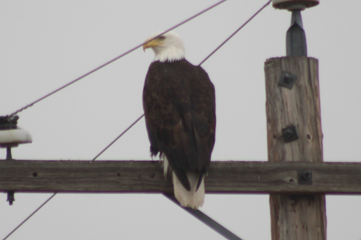 Bald Eagle - ML609309924