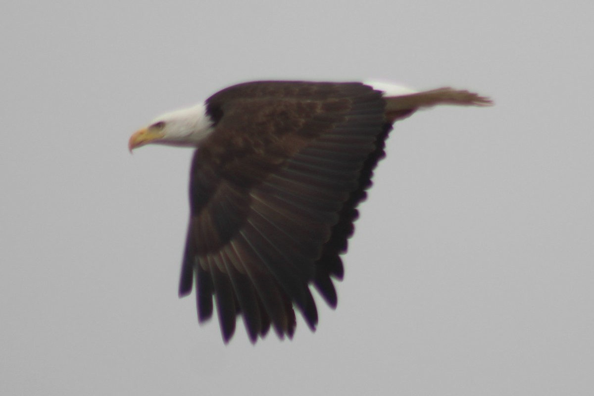 Bald Eagle - ML609309926