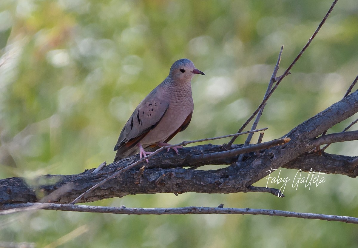 Common Ground Dove - ML609310225