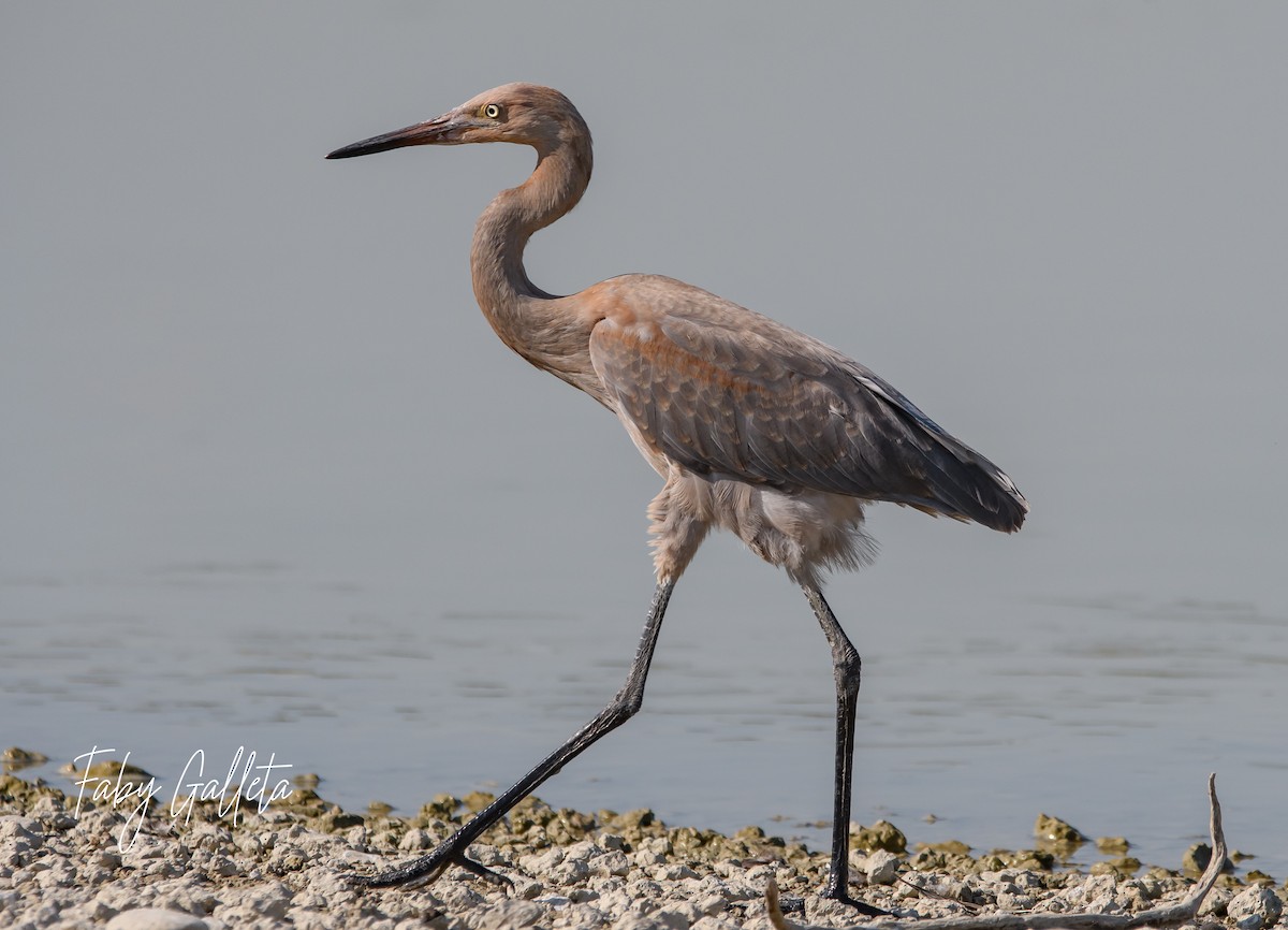 Reddish Egret - ML609310261