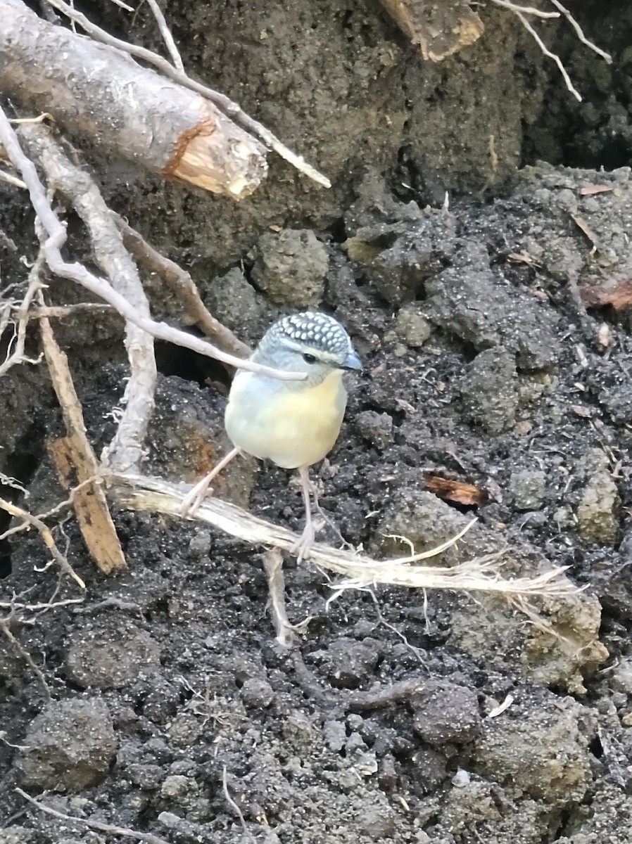 Spotted Pardalote - Helen Tuton