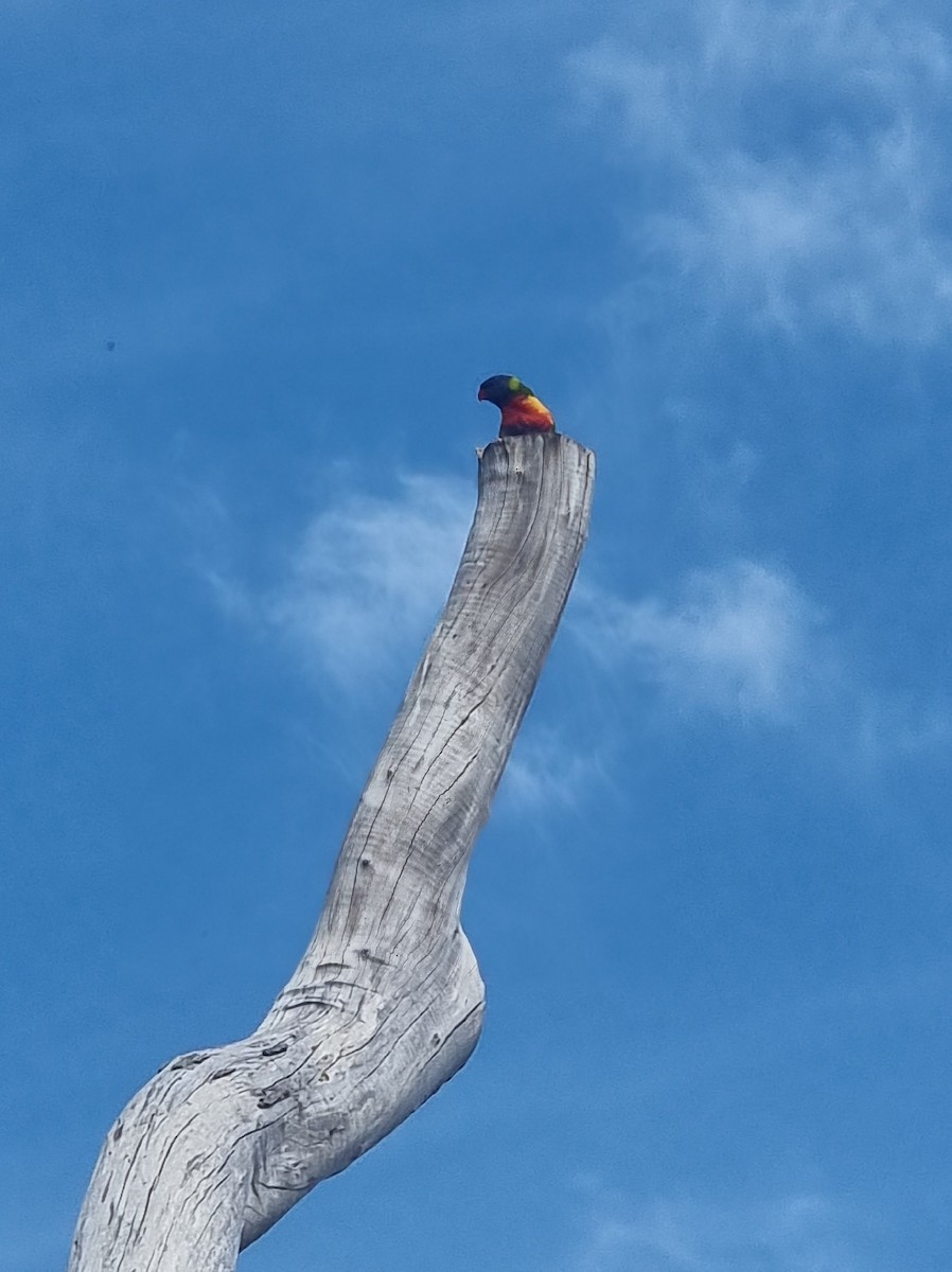 Rainbow Lorikeet - Helen Tuton