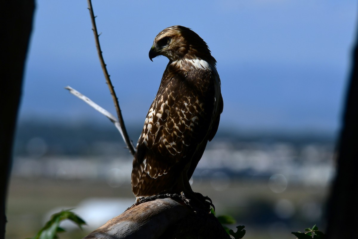 Red-tailed Hawk - ML609310369