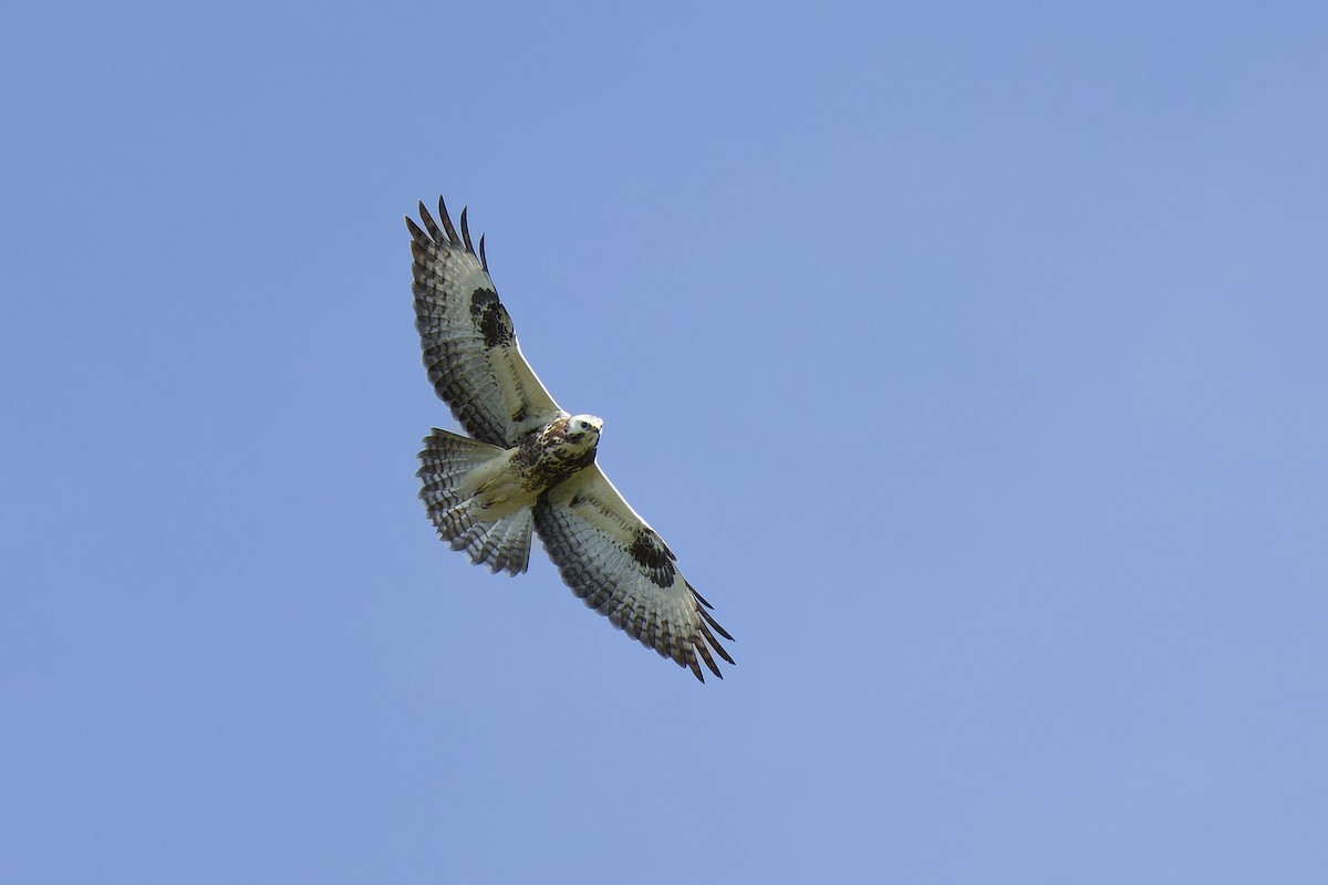 Common Buzzard - ML609310370