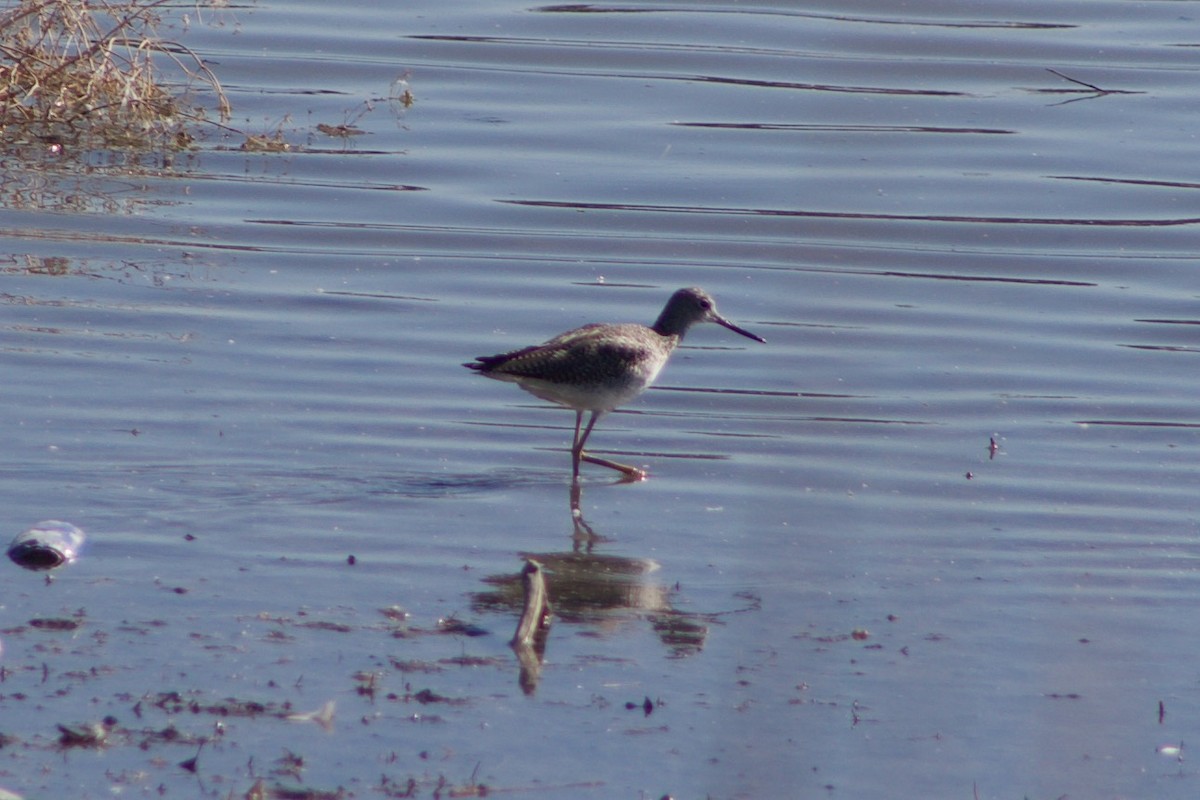 Greater Yellowlegs - ML609310372