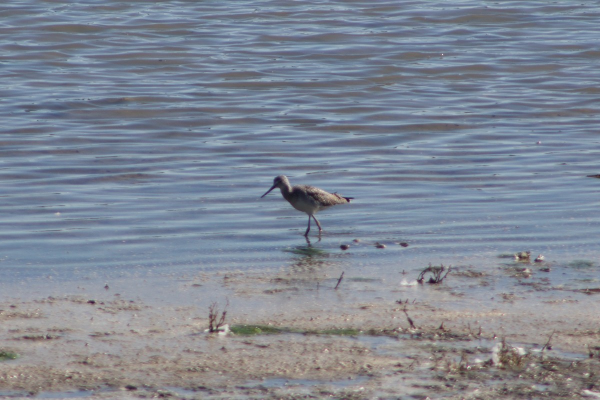 Greater Yellowlegs - ML609310373