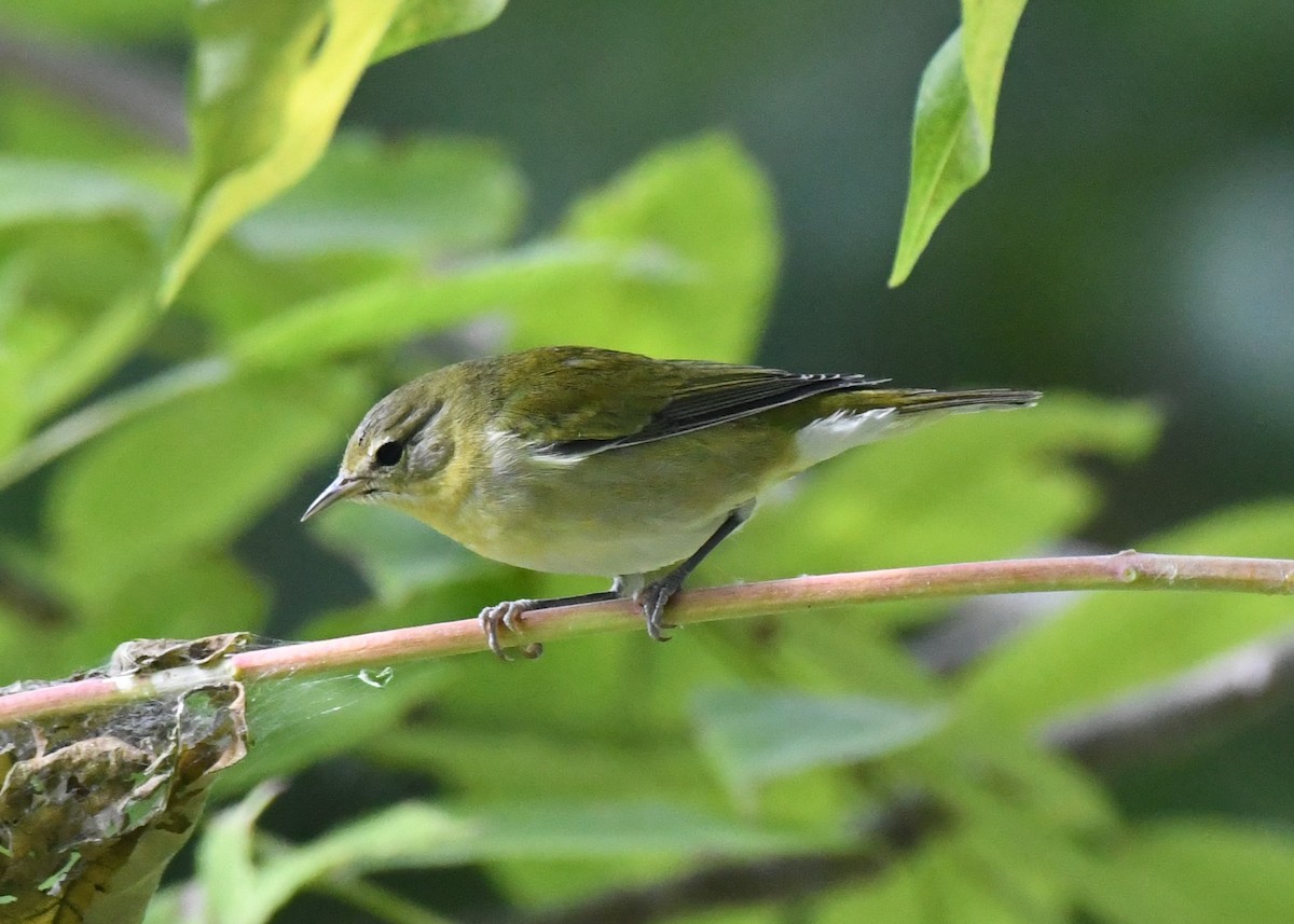 Tennessee Warbler - Tim Schadel