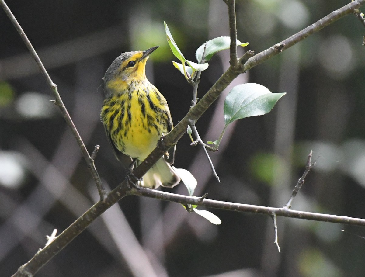 Cape May Warbler - Tim Schadel