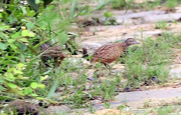 Barred Buttonquail - ML609310565