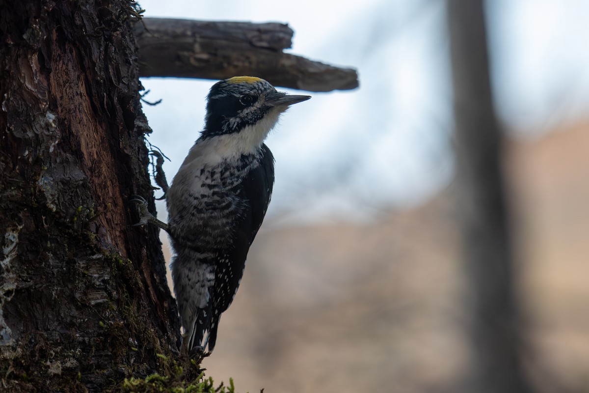 American Three-toed Woodpecker - ML609310613