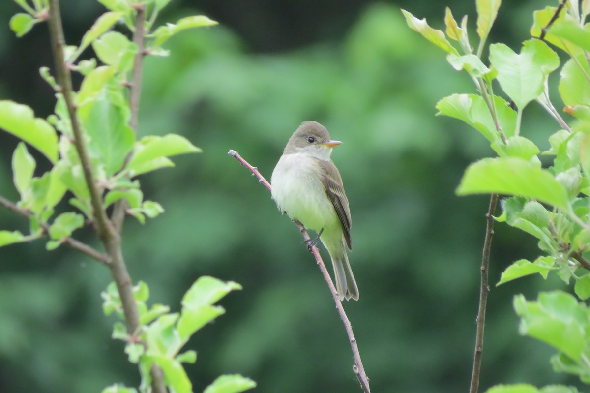 Willow Flycatcher - ML609310617