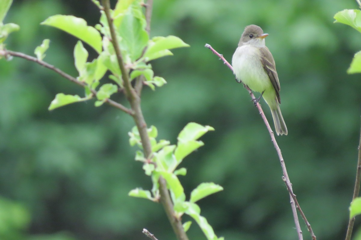 Willow Flycatcher - Sarah Peden