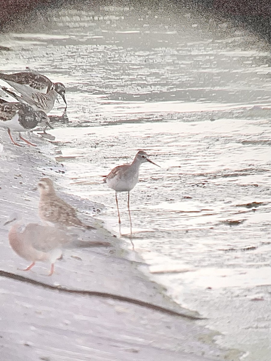 Lesser Yellowlegs - ML609310645